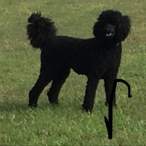 Meet your Posher, Virginia